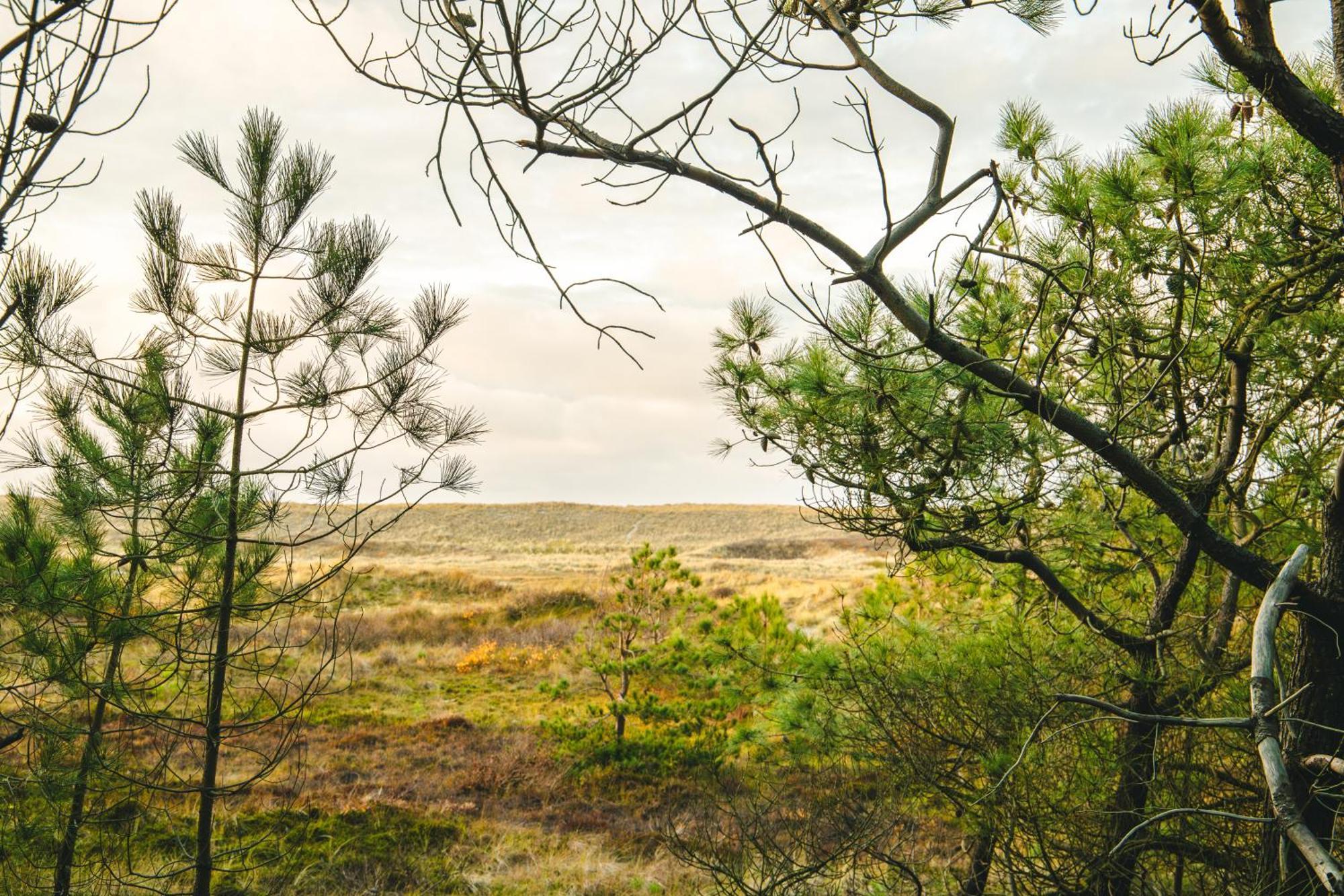 Donia Huys Hotell Vlieland Eksteriør bilde